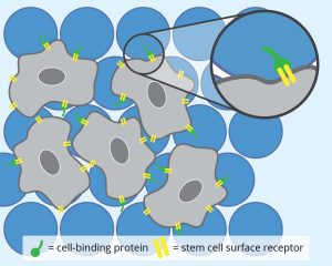 Hydrogels wither while stem cells flourish for tissue repair